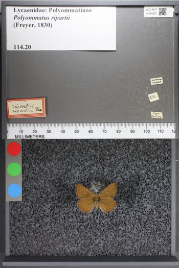 Media type: image;   Entomology 54522